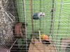 Beautiful & Healthy Pet Birds For Sale